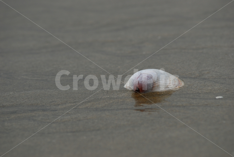 조개껍데기,바다,모래사장,외로움,쓸쓸함,해변,바다,beach,sea