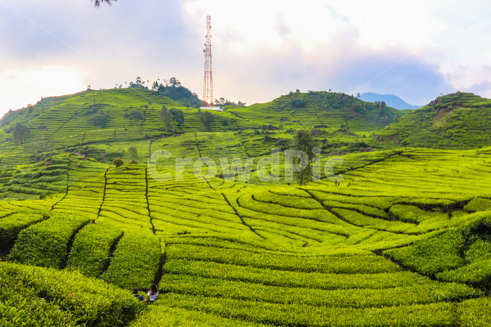 차밭,차,밭,풍경,자연,자연,풍경,nature,landscape,outdoors,옥외,grassland,목초지,field,들