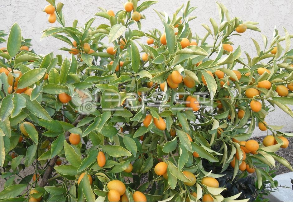 낑깡,금감,금귤,킨칸,kumquat,여름,노란색,노란과일,citrus,귤속식물,fruit,과일