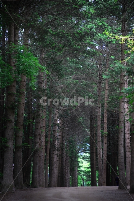 나무,숲속,나무숲,초록,나무들,자연,풍경,nature,landscape,식물,plants,나무,trees,wood,tree,plant
