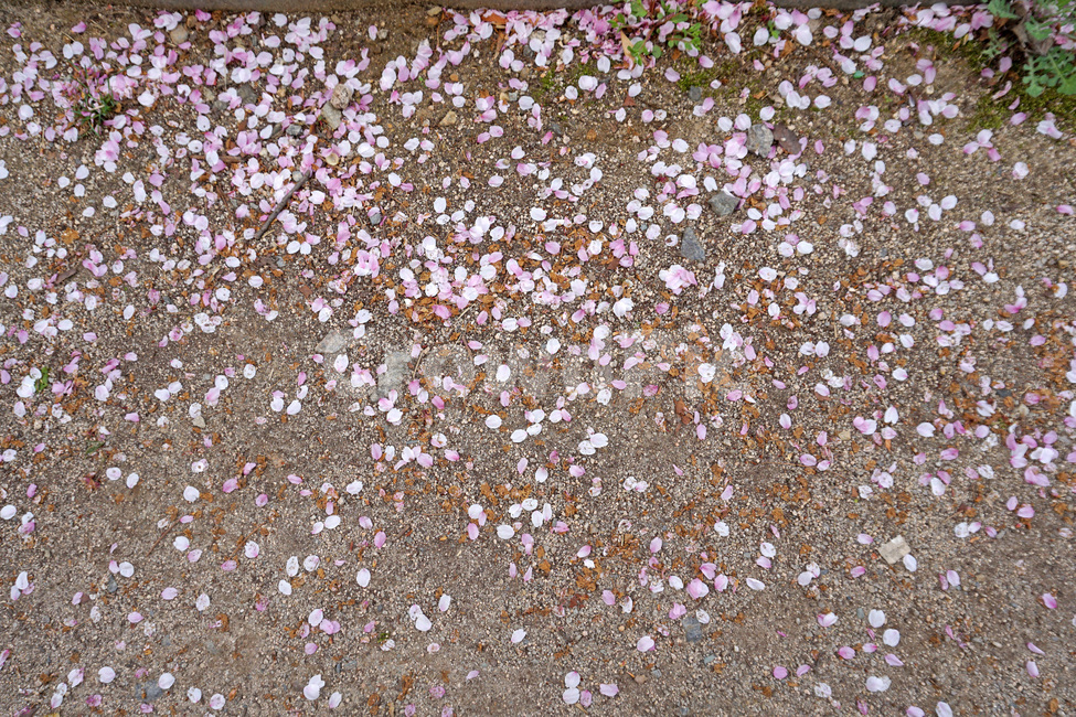 봄,벚꽃,꽃잎,땅,벚꽃잎,낙엽,분홍벚꽃,흰벚꽃,텍스쳐,돌,돌멩이,흙,감성사진,벚나무,벚꽃나무,봄꽃,분홍,픤색,핑크,갈색,봄풍경,자연,풍경,배경,spring,cherryblossom,landscape,ground,stone,texture,petal,floralleaf,white,pink,nature,brown,flower,springflower,pinkcherryblossom,fallenfloralleaf,fallenfloralleaves,sakura,봄,계절,spring,season,꽃,flower