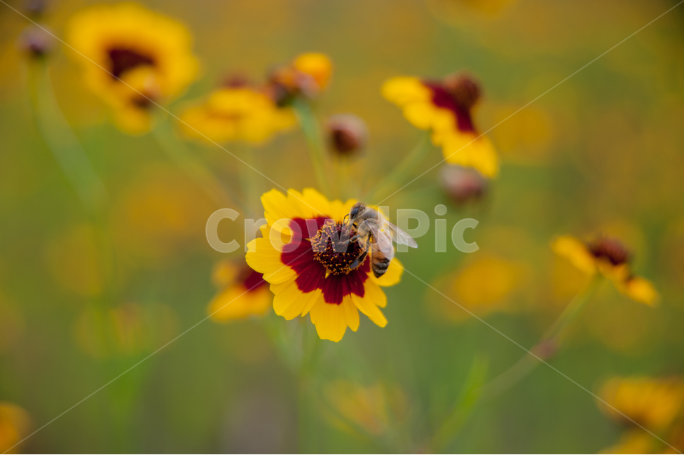 꽃,벌,들꽃,수목원,자연,힐링,봄,들판,식물,봄,계절,spring,season,식물,자연,plants,nature,꽃,flower,동물,animal,곤충,벌레,insect,bug,bee,invertebrate,무척추 동물,honey bee,꿀벌