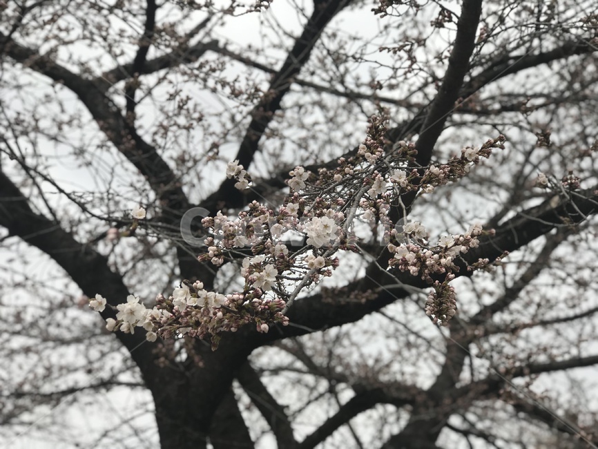 벚꽃,청풍호,나무,봄,꽃
