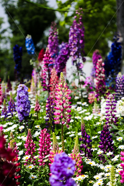 꽃,식물,봄,plant,blossom,lupin,flower,식물,자연,plants,nature,꽃,flower