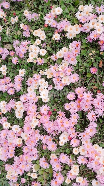 꽃,축제,덩쿨,코스모스,핑크,flower,식물,식물,자연,plants,nature,꽃,flower