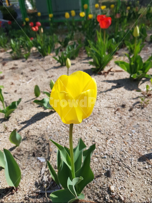 꽃,한송이꽃,튤립,노랑,yellow,flower,garden,예쁜꽃,가든