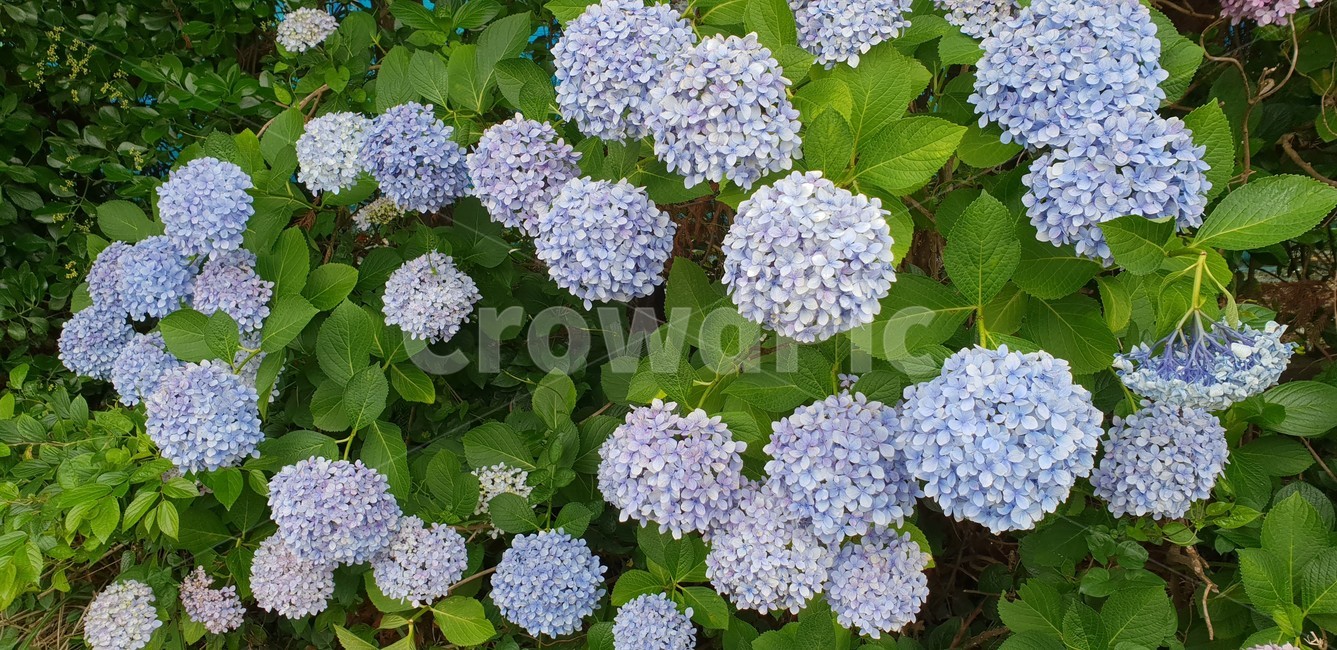 plant,식물,flower,꽃,blossom,수국,풍성한,식물,자연,plants,nature,꽃,flower
