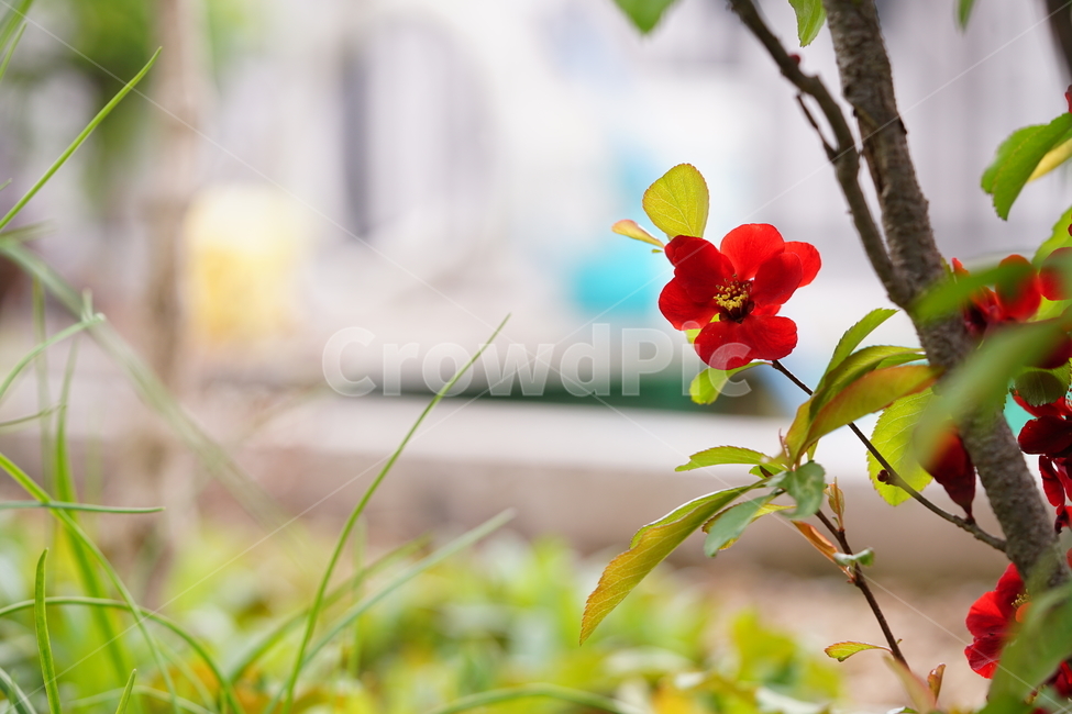 꽃,플라워,flower,레드,빨강,봄,봄꽃,풍경,풍경사진,식물,생명,자연,색감,빨간색,red,접사,화단,잎,식물,자연,plants,nature,꽃,flower
