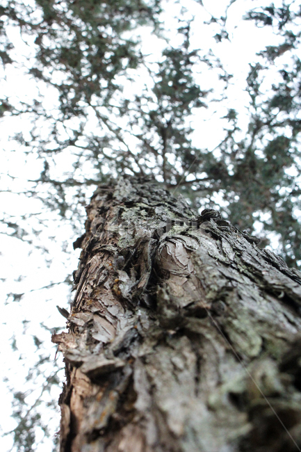 나무,소나무,나무질감,tree,plant,식물,treetrunk,나무줄기