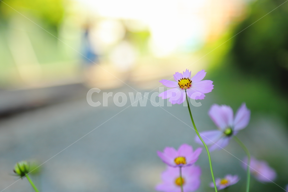 꽃,flower,코스모스,가을,가을꽃,국화과,cosmos,가을,계절,fall,autumn,season,식물,자연,plants,nature,꽃,flower,plant,daisies,데이지,blossom,daisy