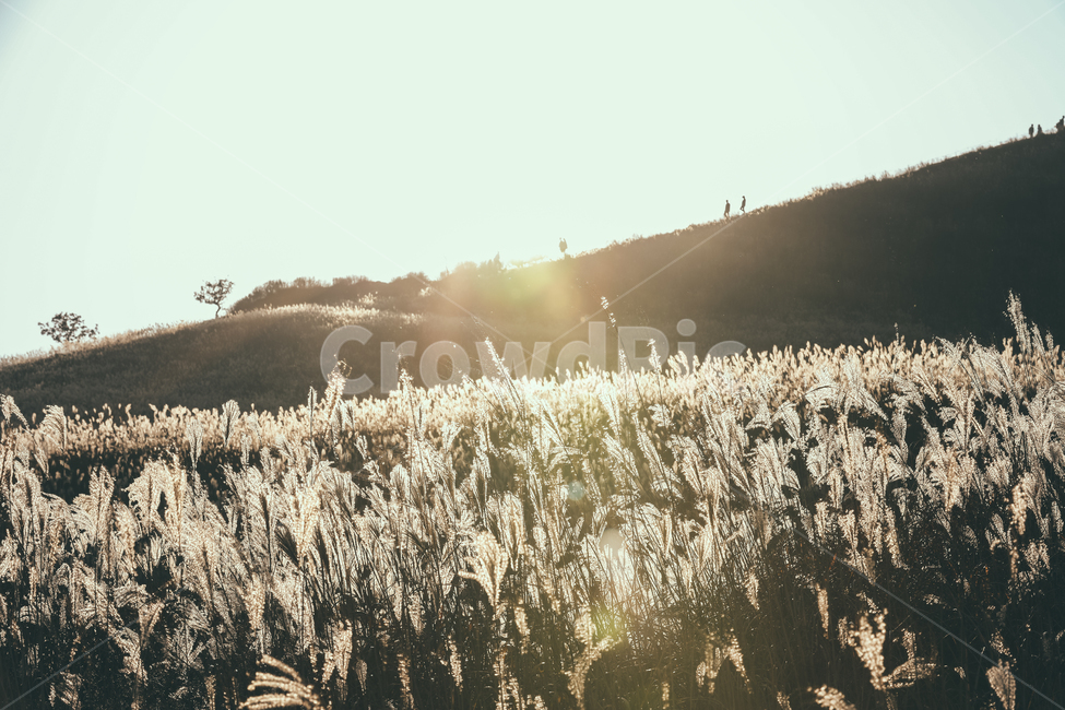 plant,식물,억새,가을,나무,tree,황매산,들판,가을,계절,fall,autumn,season,자연,풍경,nature,landscape,grass,잔디,light,빛,flare,플레어