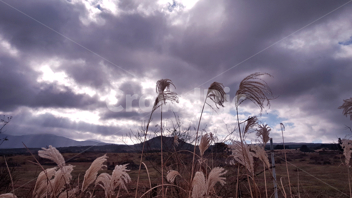 갈대,갈대숲,식물,reed,plant