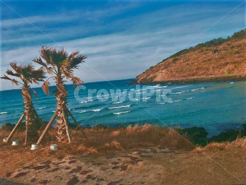 제주도,해변,야자수,파도,함덕해수욕장