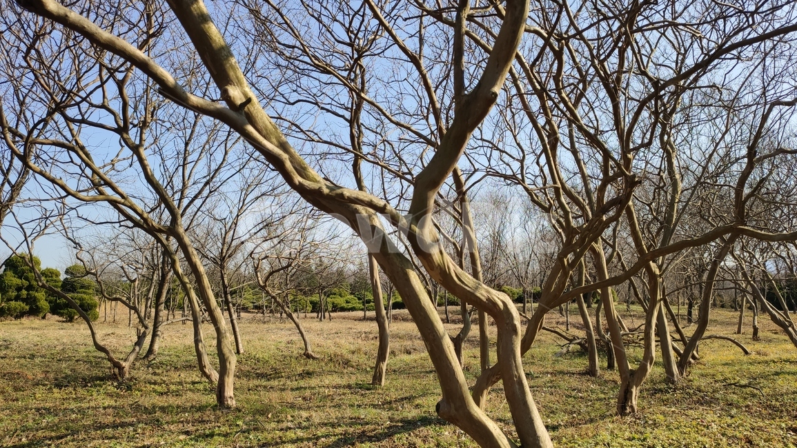 소나무가지,plnebranches,정원수,plant,식물,tree,나무,treetrunk,나무줄기,식물,자연,plants,nature,나무,trees,wood