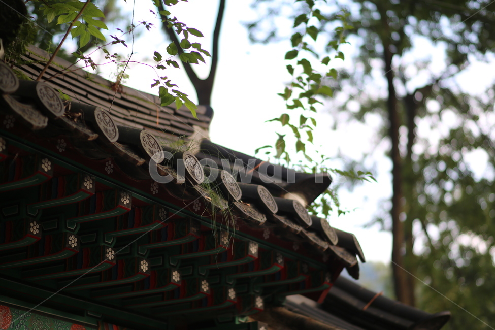 감성,절,기와,한국,전통,건축,풀,한국전통,한국문화,korean traditional,korean culture,건축물,건물외관,exterior,building,structure,architecture,construction