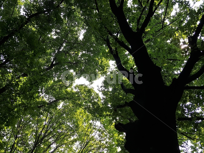 숲,나무,여름,연두,녹색,자연,녹음,숲그늘,green,cool,woods,forest,evergreen,leaves,branches,sunlight,shadow,healing,fresh,신록,힐링,계절,나뭇잎,가지