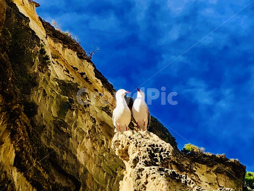 새,동물,바위,자연,조류,동물,animal,조류,새,birds
