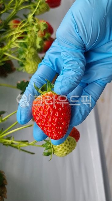딸기,수확,야채,과일수확,과일,농부,농산물,식재료,요리,딸기수확,딸기농장,농장,식물,봄,겨울,식자재,열매,스마트팜,제철과일,레드,빨간열매,빨강,food,cook,dishes,strawberry,meal,싱신한과일,싱싱함,손,사람손,수확하는모습,장갑,장갑낀손,위생장갑,니트릴장갑