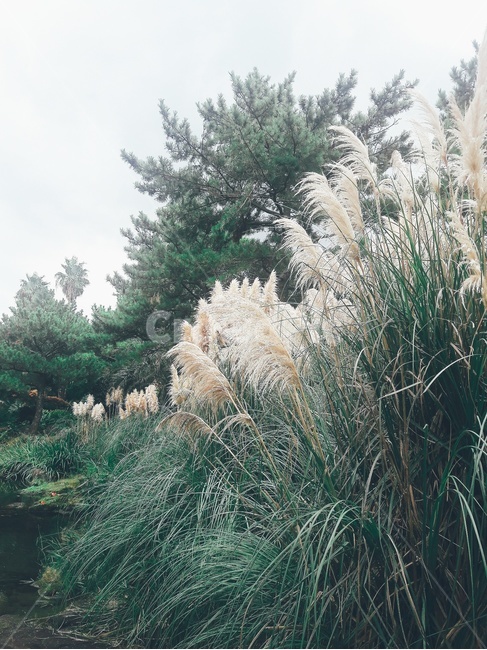 억새,숲,수풀,따뜻함,보테니칼,식물,자연,plants,nature