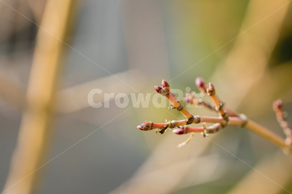 꽃,식물,새싹,접사,자연,풍경,봄,봄,계절,spring,season,식물,자연,plants,nature,plant