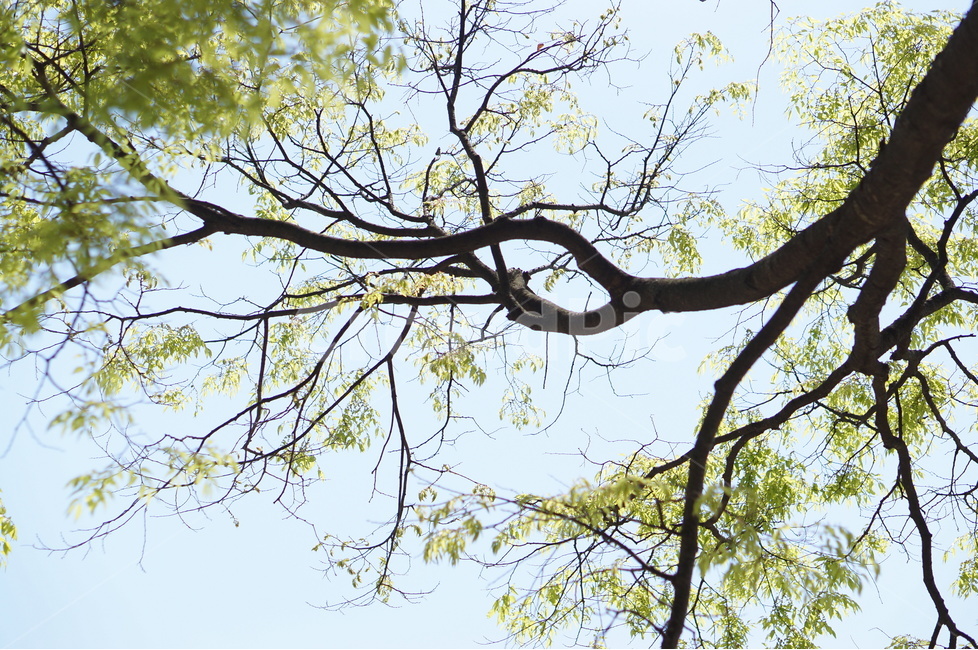 나무,잎사귀,초록,봄,햇살,빛비침,따스함,식물,자연,plants,nature,나무,trees,wood