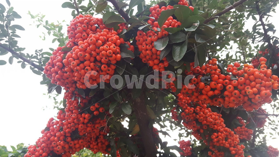 열매,빨간색,자연,나무,시골,식물,자연,plants,nature,과일,열매,fruit