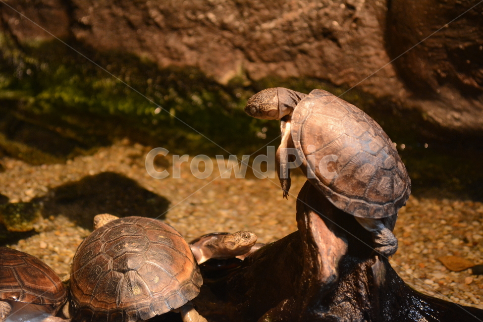 animal,동물,turtle,터틀,해양생물