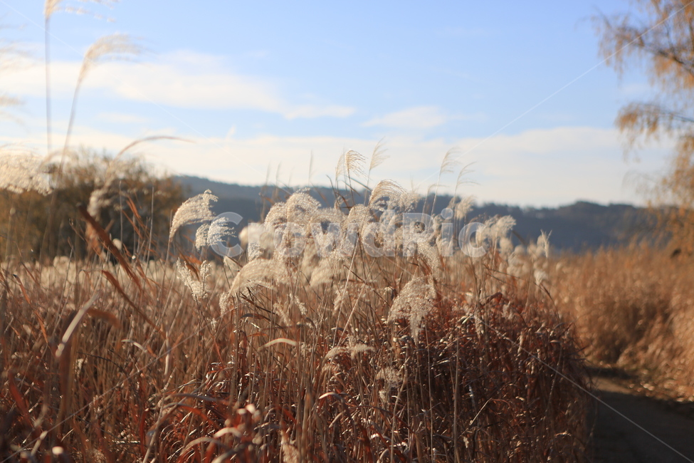 갈대,억새,신성리갈대밭,자연,풍경,가을,갈대밭,grass,잔디,plant,식물,lawn,reed