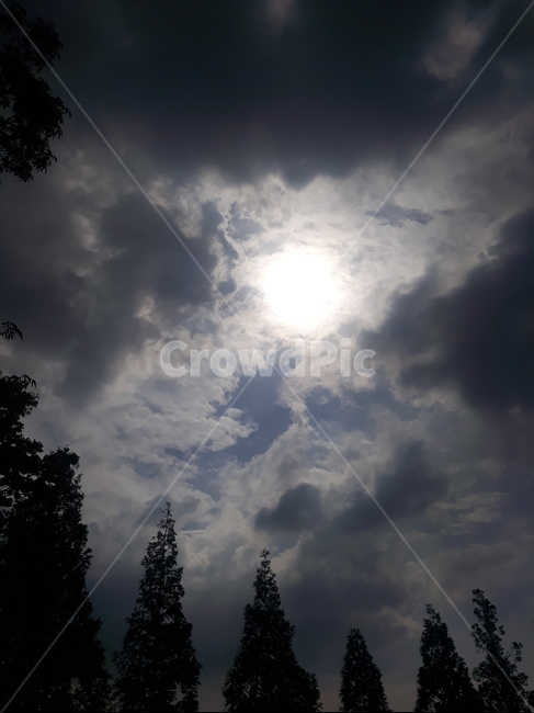 해,태양,날씨,배경사진,예쁜배경,하늘,자연,풍경,nature,landscape,weather,tree,나무,plant,식물,fir,전나무