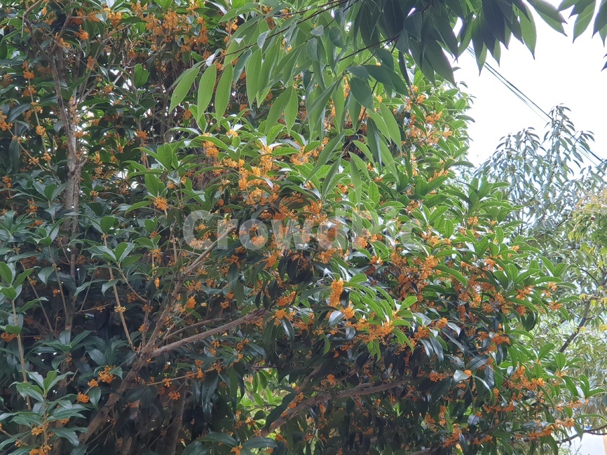plant,식물,food,천리향,향기좋은,만리향,푸른,주황색,주황빛,나무