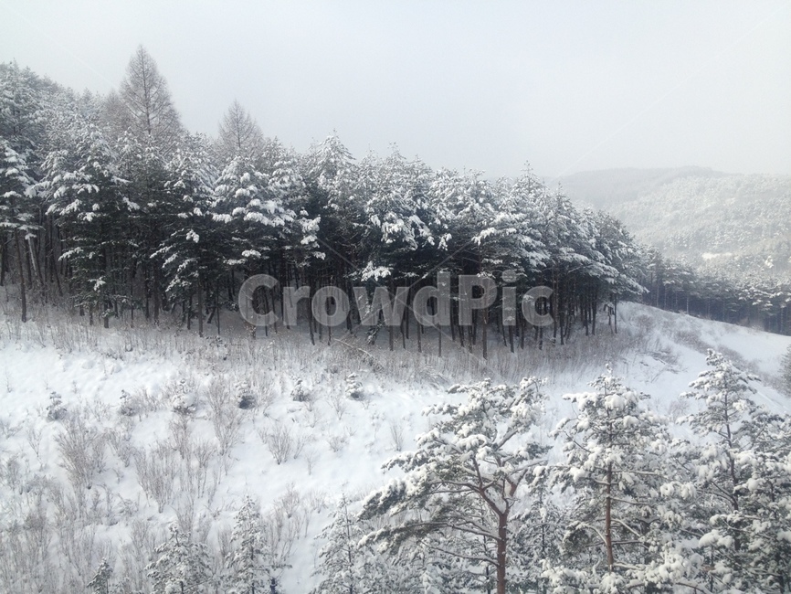 폭설,snow,눈보라,겨울,스키장,winter,자연,겨울,계절,winter,season