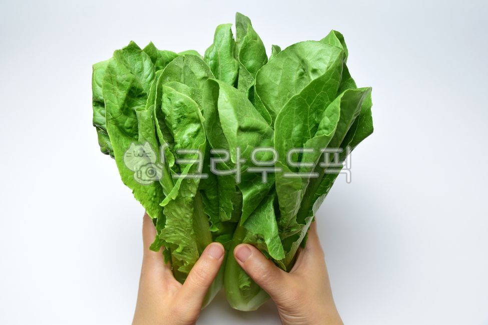 로메인,상추,로메인상추,흰색배경,야채,채소,초록색,그린,식재료,잎,손,여자,여성,핸드,hand,woman,hands,lettuce,vegetables,foodreserves,green,음식,식재료,요리,food,cook,meal,dishes,food reserves,채소,야채,vegetables