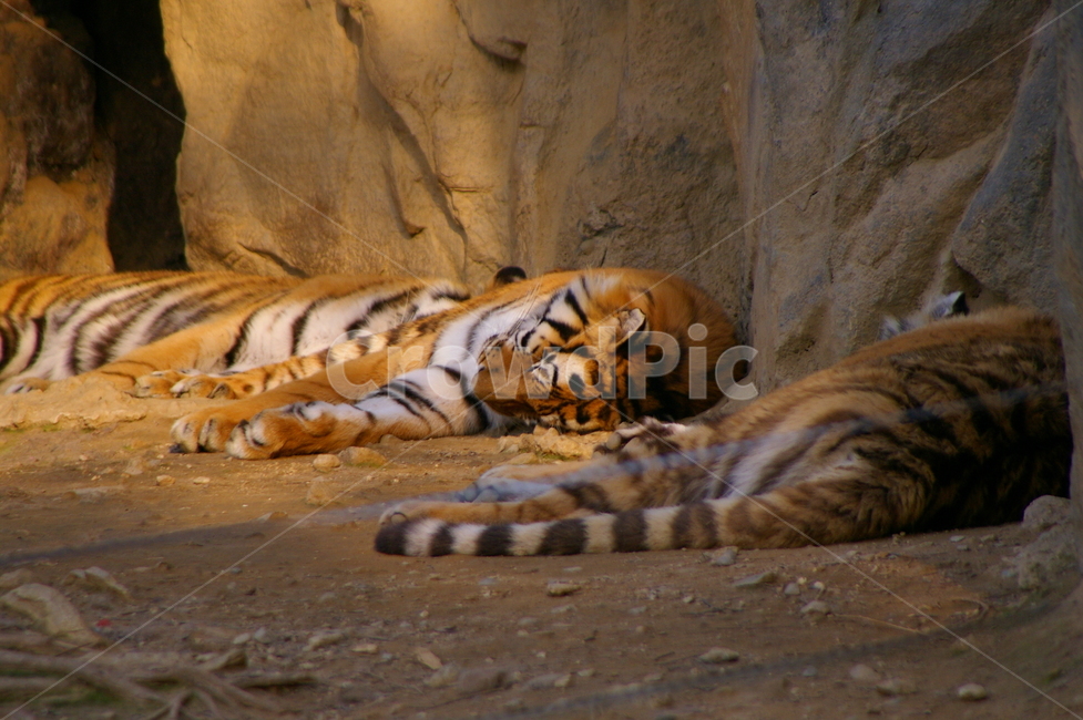 포유류,포식동물,동물,야생동물,tiger,호랑이,동물,animal,포유류,mammal