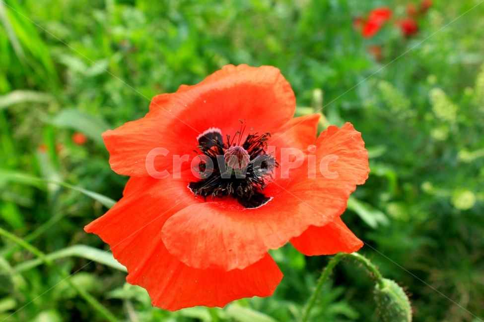 양귀비꽃,양귀비,꽃,식물,생화,자연,들꽃,풀,힐링,감성,flower,plant,opiumpoppy