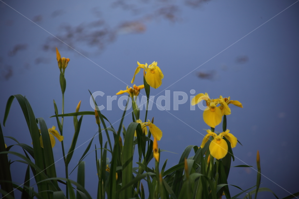 노랑꽃창포,창포,황창포,봄,yellowflagiris