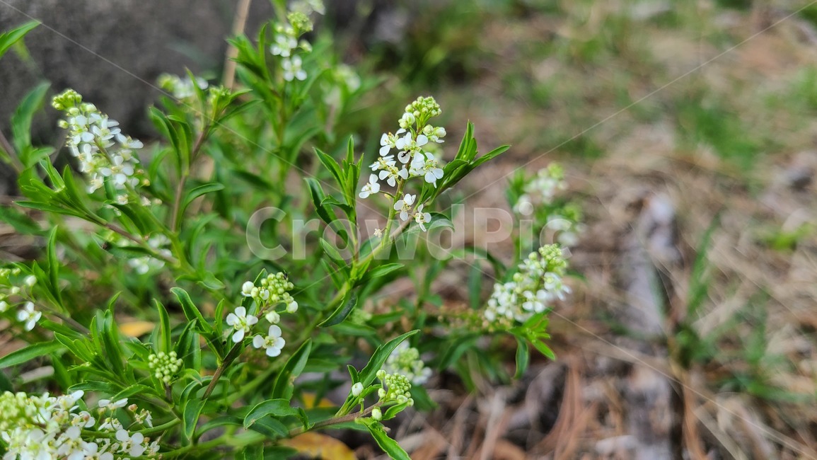 꽃,flower,봄,봄꽃,들꽃,야생화,plant,식물,blossom