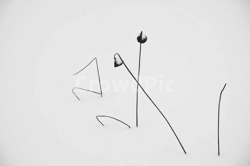 겨울,눈,눈밭,흰눈,연밭,연줄기,식물,동장군,겨울,계절,winter,season,식물,자연,plants,nature
