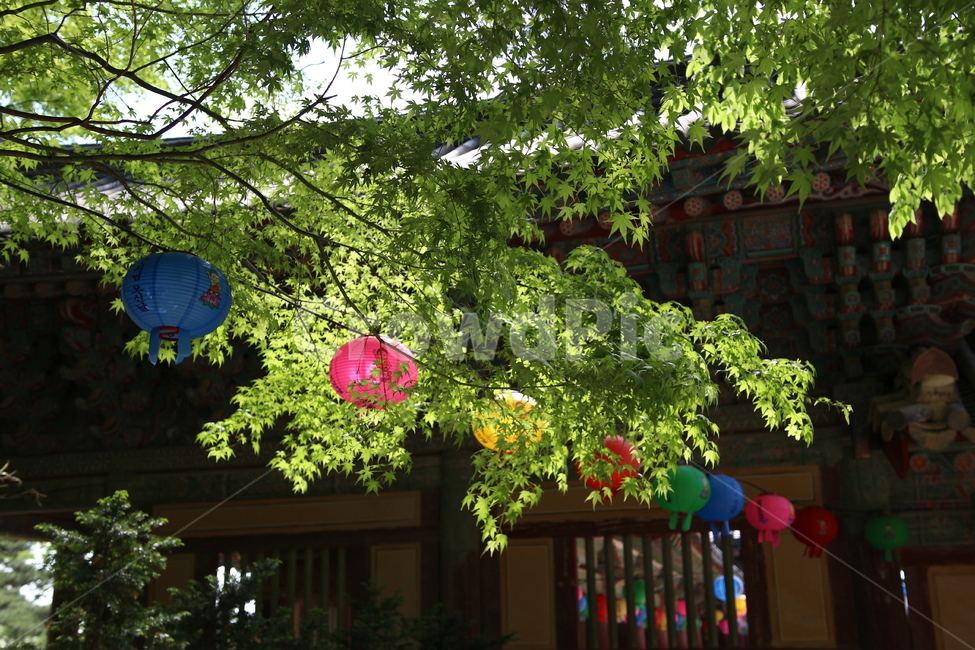 전통,절,사찰,연등,풍경,temple,traditionally,부처님오신날,동양,불교,asia,석가탄신일,한국전통,한국문화,korean traditional,korean culture,종교,신앙,religion,belief,faith,축제,행사,festival,carnival,event,기념일,축하,anniversary,congratulation,celebrate,celebration