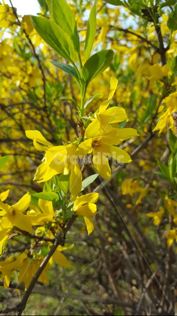 숲,꽃,자연,힐링,싱그로운,산책,개나리,햇살,yellow,봄,계절,spring,season,식물,자연,plants,nature,꽃,flower,plant,blossom