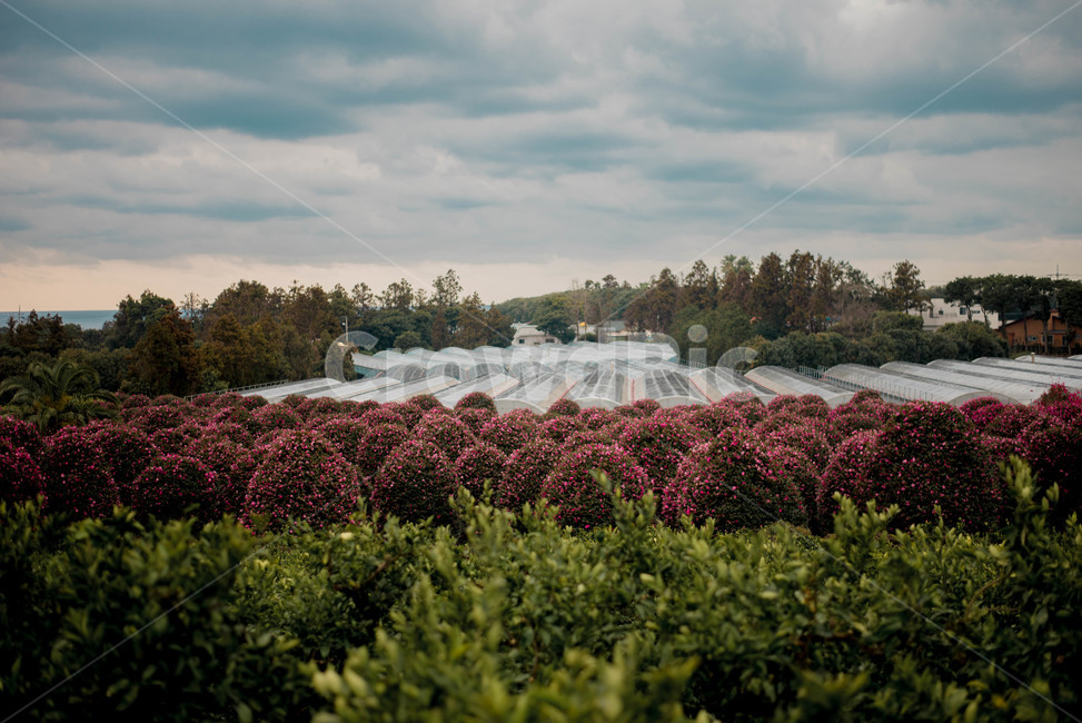 동백나무,동백군락지,핑크동백,풍경,식물,자연,풍경,nature,landscape,산업,industry,industrial,농업,농사,agriculture,farming,farming industry,bush,부시,vegetation,초목,plant,outdoors,옥외