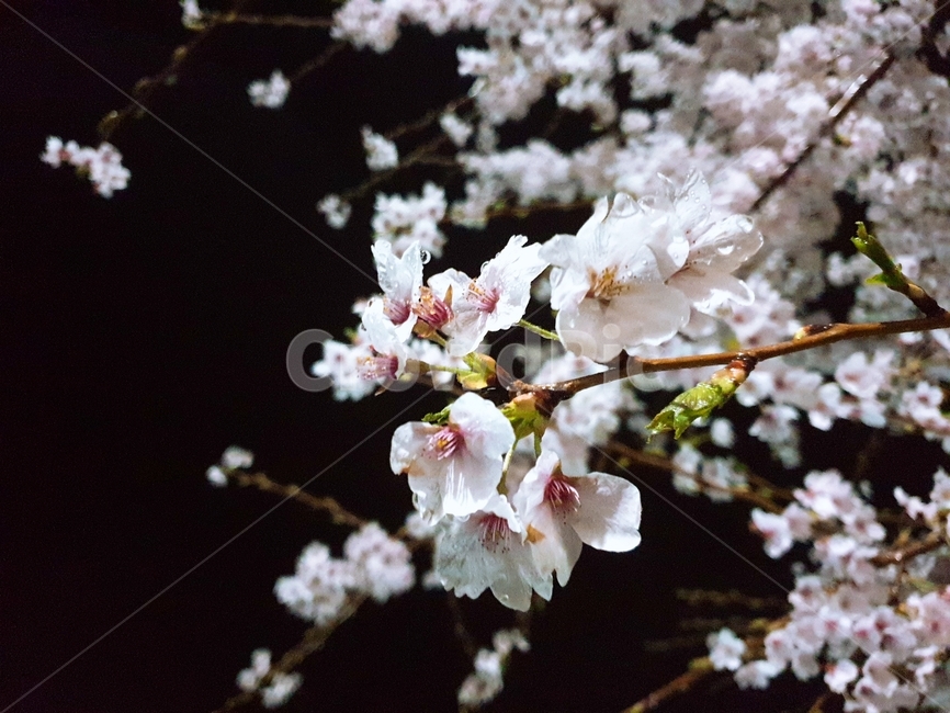 벚꽃,밤벚꽃,봄,벚나무,꽃가지,봄,계절,spring,season,야경,밤,풍경,nightscape,night,landscape,식물,자연,plants,nature,꽃,flower,plant,blossom,cherry blossom