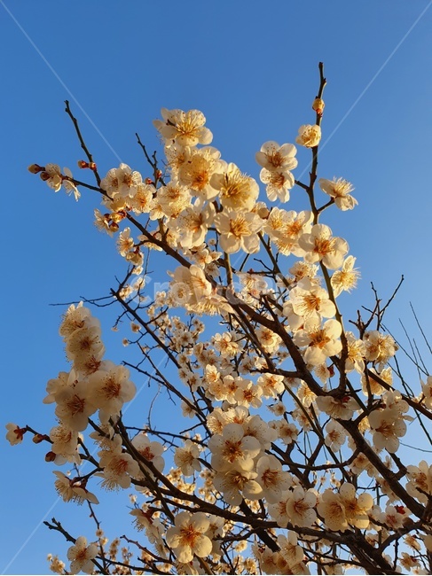 매화,봄,매화꽃,봄꽃,파란하늘,식물,plant,꽃,blossom,flower,자연,풍경,하늘