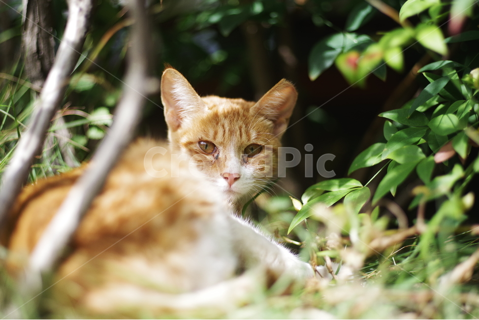 고양이,길고양이,동물,길냥이,애완동물,생명,자연,미묘,야생동물,cat,kitty,kitten,cute,lovely,adorable,pet,animal,streetcat,straycat,wildcat,wild,동물,animal,포유류,mammal,고양이,cat,kitten,kitty