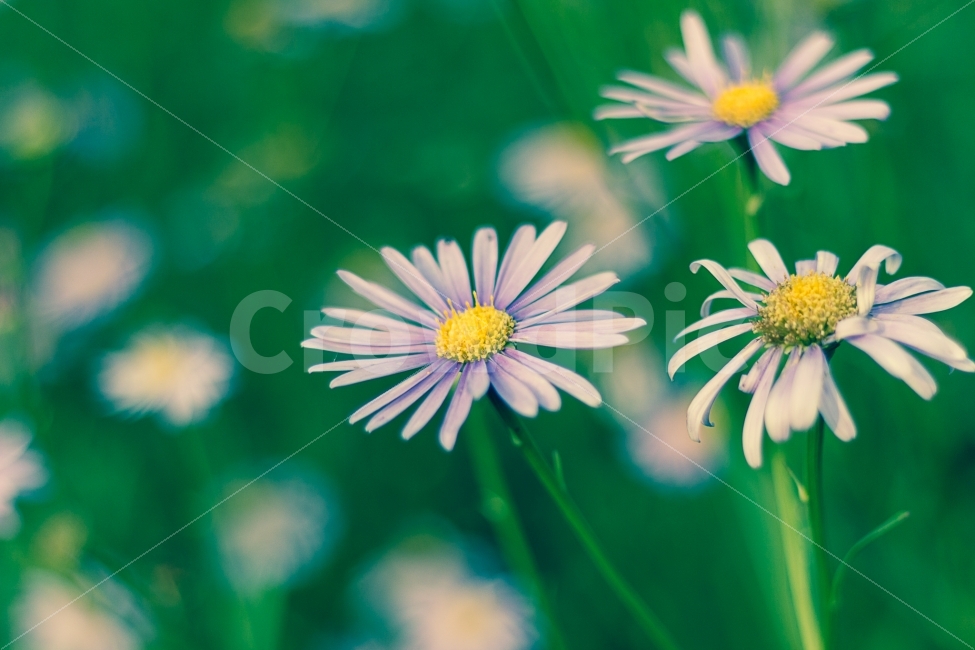 꽃,야생화,자연,식물,생태,산림,식물,자연,plants,nature,꽃,flower,감성,sensible,feeling