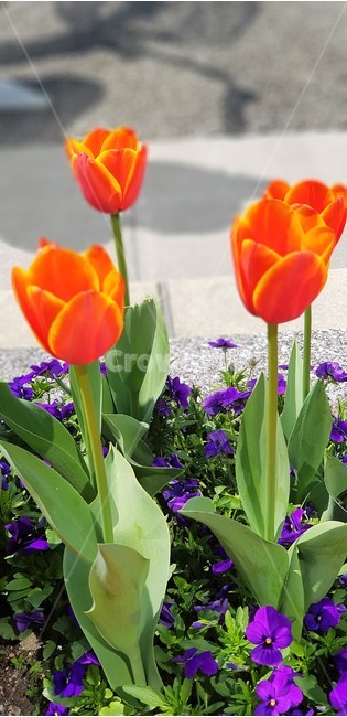 꽃,튤립,붉은꽃,보라꽃,자연,식물,flower,nature,green,purple,식물,자연,plants,nature,꽃,flower