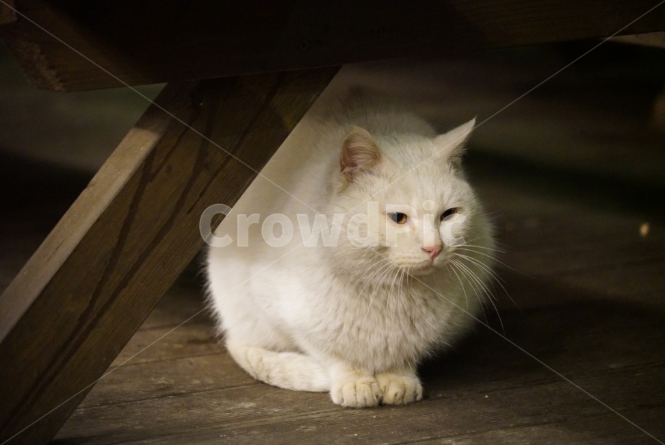 고양이,길고양이,야생,동물,흰고양이,바탕화면,배경화면,포유류,동물,animal,포유류,mammal,고양이,cat,kitten,kitty