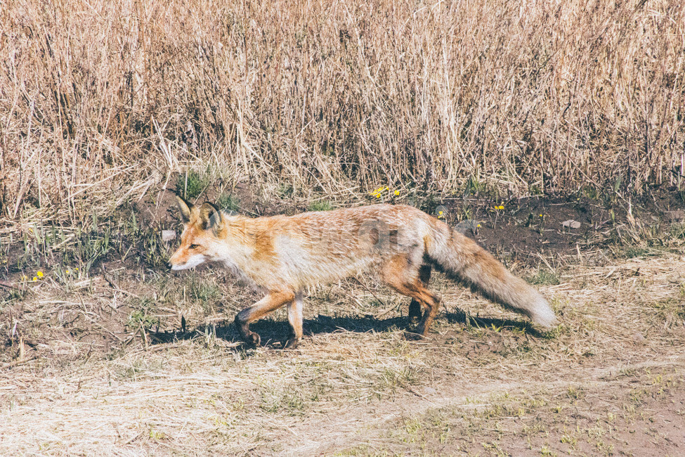 여우,산여우,산,걷기,도망,동물,animal,포유류,mammal
