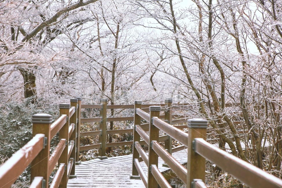 snow,tree,jeju,제주도,흰색,눈,겨울,winter,겨울,계절,winter,season,자연,풍경,nature,landscape,railing,난간,handrail,banister,boardwalk,산책로,bridge,다리,building,건물