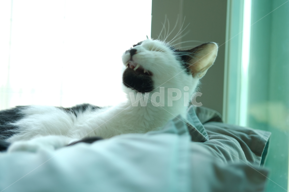 고양이,반려동물,cat,코숏,코리아숏헤어,스코티쉬스트레이트,동물,animal,포유류,mammal,고양이,cat,kitten,kitty