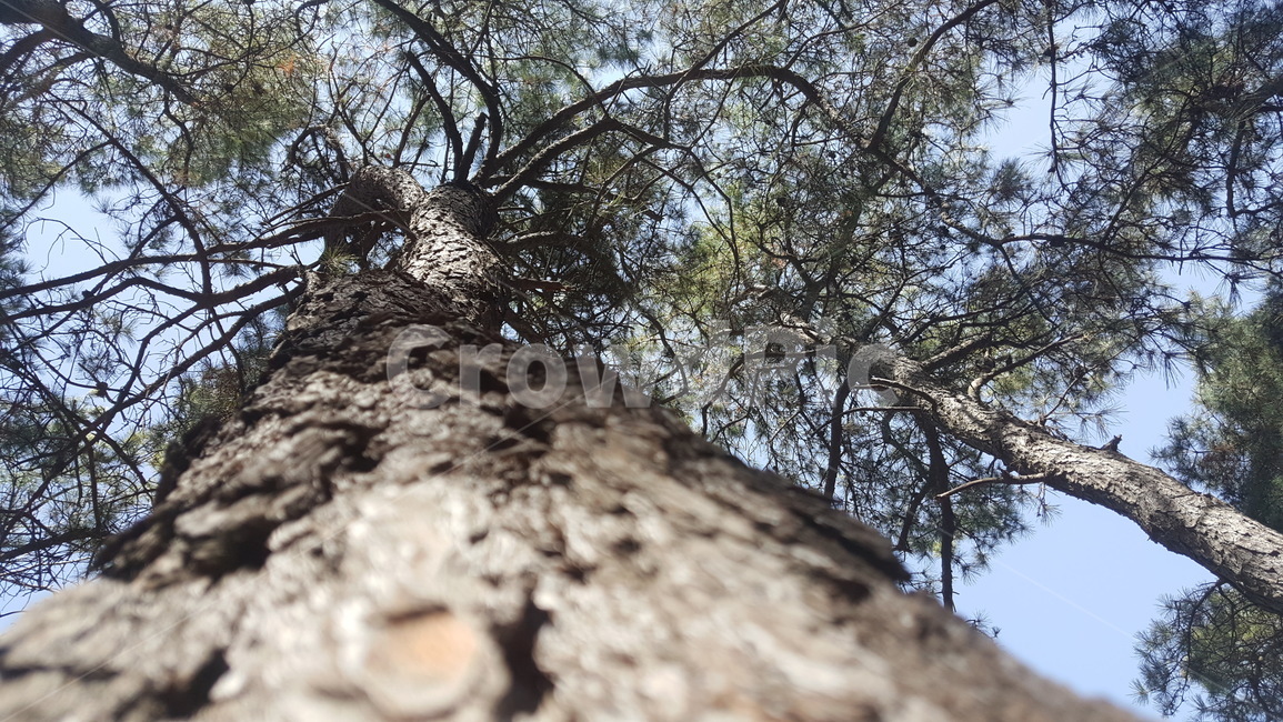 나무,등산,아래에서위,나무가지,소나무,식물,자연,plants,nature,나무,trees,wood